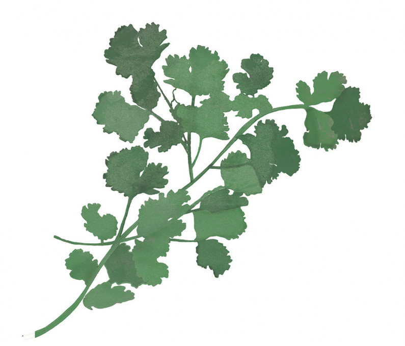Coriander