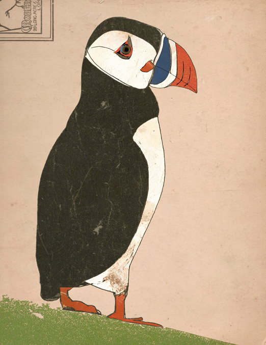 Puffin